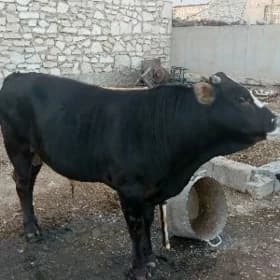 öküz