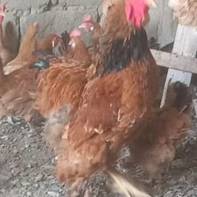 brama