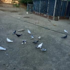 Kepderi 🕊