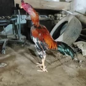 Horaz