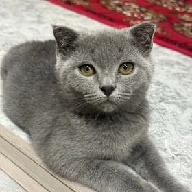 пишик