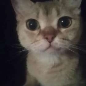 отдадим в добрые руки