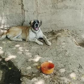 gonurja