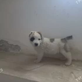 чопан кучик