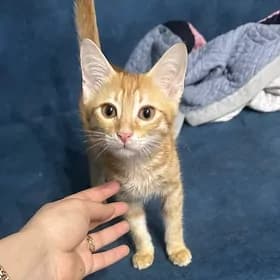 pishik котенок