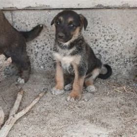 Avçarka