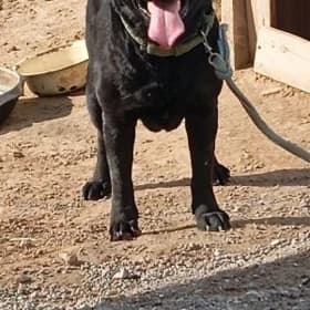 Labrador