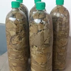 sarma üçin täzeje üzüm yaprağı