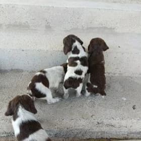 spaniel
