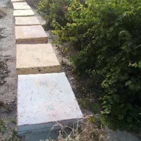 Бал ары сатыляр ящиги билен