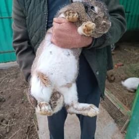 flandr towşan welikan кролик