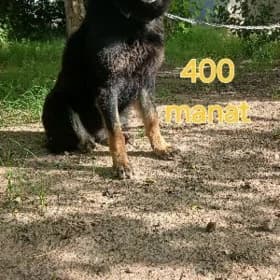 afçarka афчарка