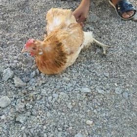 tawuk horoz