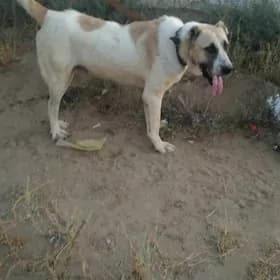 köpek