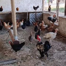 Towuklar