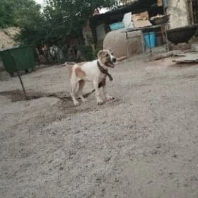 güjük