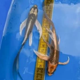 Akwarum 🦈🐬🐟🌊🐠🐳🐌