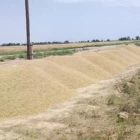 Mekge sulha sarun kepek
