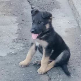 щенок Авчарка