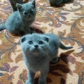 котята