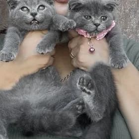 пишик