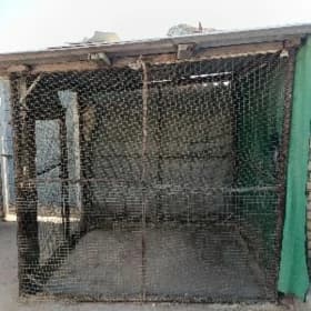 Towuk ketek