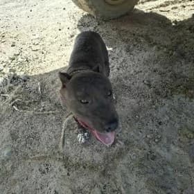 Pitbul gujuk
