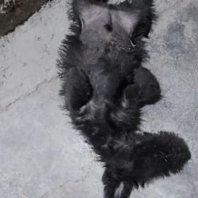 kopek