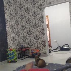 ТОЙ ТЕРЬЕР ОТДАМ ДОБРЫЙ РУКИ