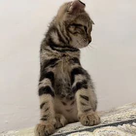 котик