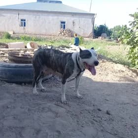 pitbul