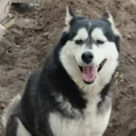 Hasky