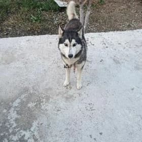 HASIKI AKYLLY ERKEK
