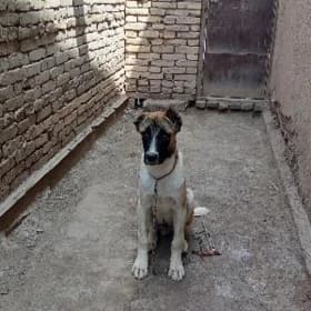 satylyk