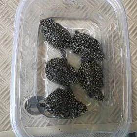 звездчатая черепаха