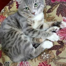 Потерялся кот