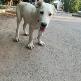 собака