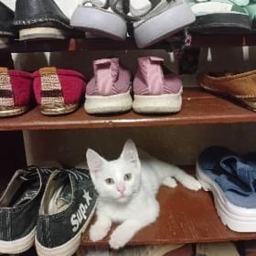 Пропал котёнок