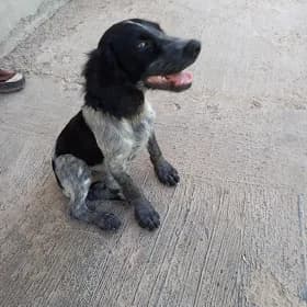 Arassa rus spaniel