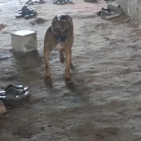 pitbul
