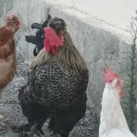 HORAZLAR