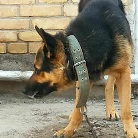 Авчарка Avcharka