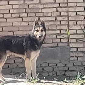 awçarka nemes