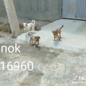 звонок