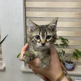 Котята