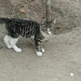 котенок