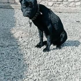 KONE KORSE BILEN PITBUL GARYSN
