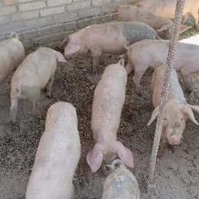 doňuz jojuk свинья 🐷