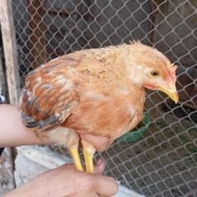 SATLYK 🐤JÜYJE🐤