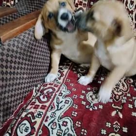 щенки